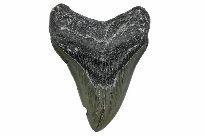 Serrated, Fossil Megalodon Tooth - North Carolina #357368